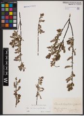 Foto von Salix aurita L. x Salix myrtilloides L.